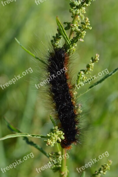 Big Dipper Caterpillar Butterfly Bug Nature Reserve