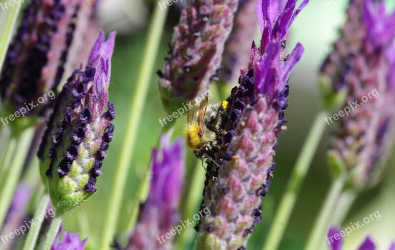 Lavender Hummel Purple Violet Blossom