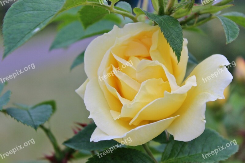 Rose Yellow Summer Beautiful Tender