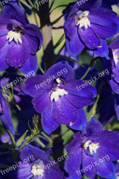 Flower Blossom Bloom Blue Purple Flower