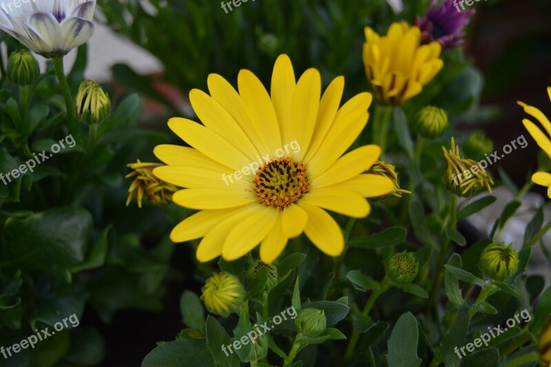 Flower Blossom Bloom Yellow Field