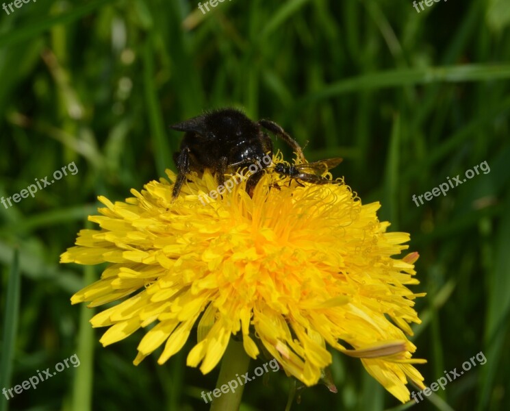 Hummel Insect Blossom Bloom Pollen