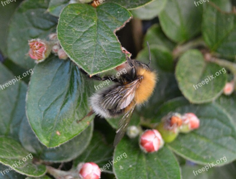 Hummel Blossom Bloom Insect Close Up