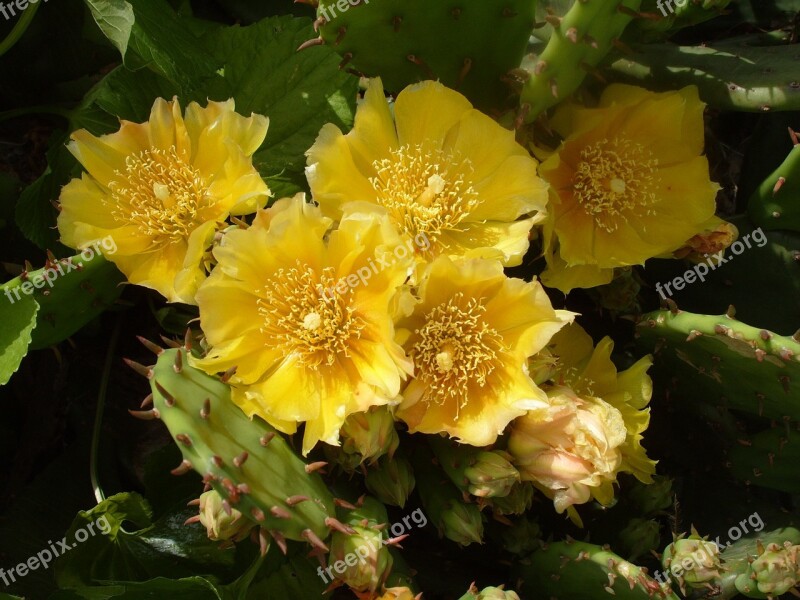 Cactus Cactus Flower Yellow Cactus Flower Free Photos