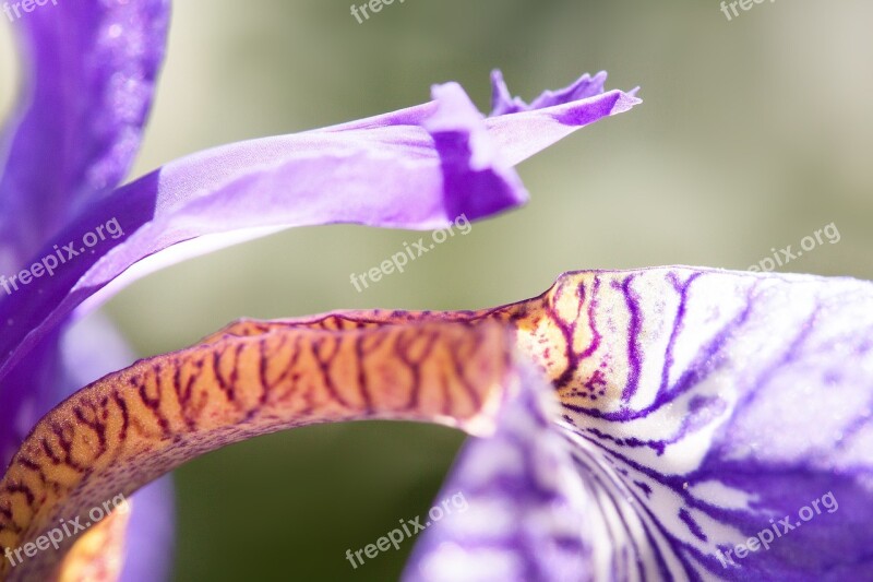 Iris Iris Pseudacorus Purple Iris Plant Iridaceae