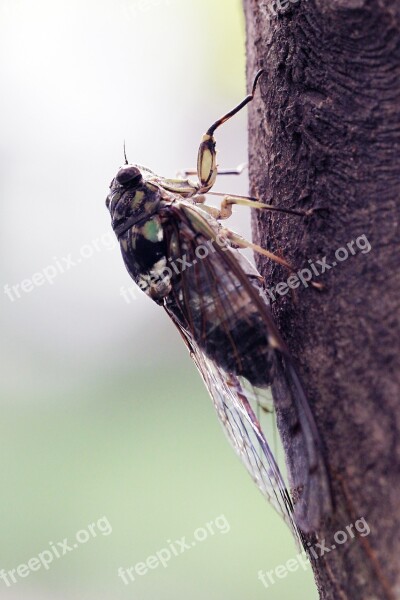 Summer Cicada Insects Free Photos