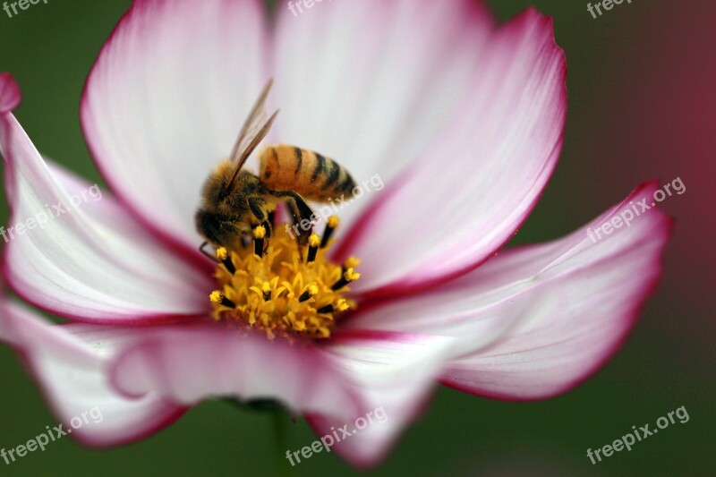 Cosmos Bee The Universe Breeding Free Photos