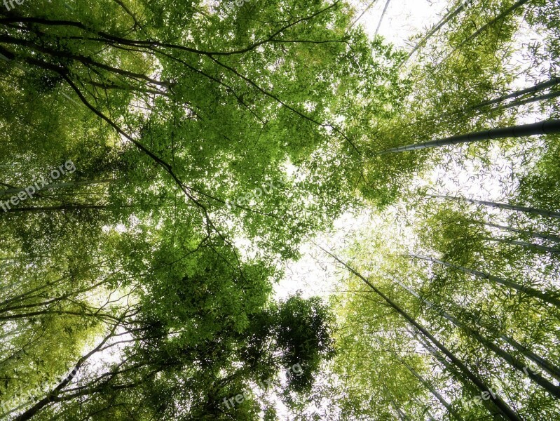 Bamboo Green Bamboo Forest Sky Japan