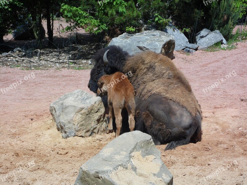 Buffalo Animal Young Animal Free Photos