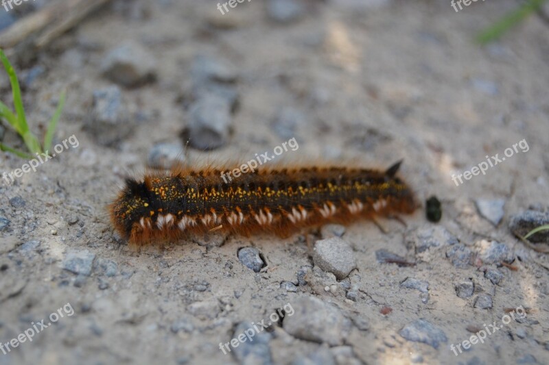 Close Up Caterpillar Stone Hairy Insect