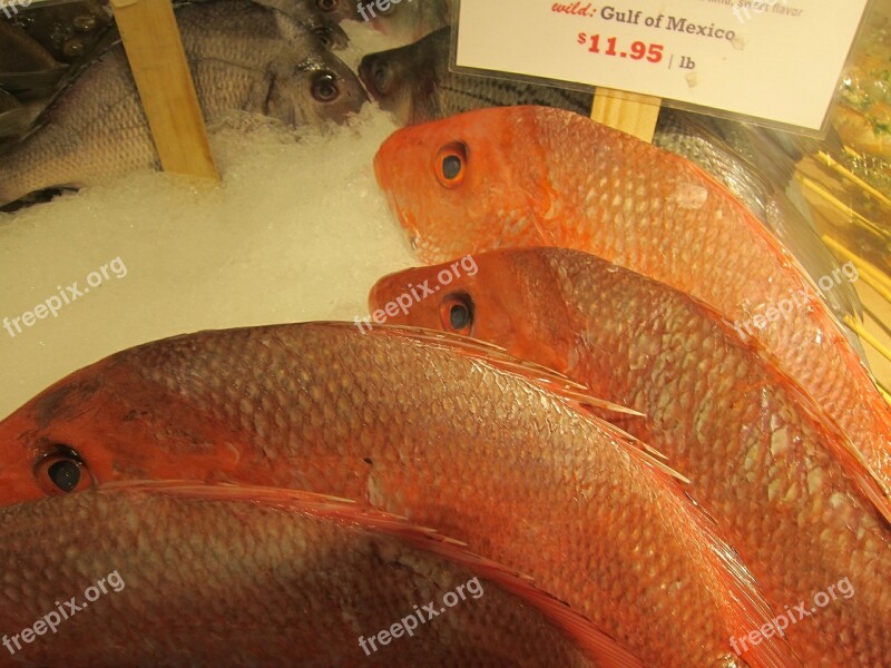 Fish Snapper Fish Market Marine Free Photos