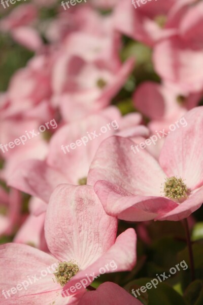 Pink Dogwood Dogwood Woody Plant Ornamental Tree Pink Blossoms