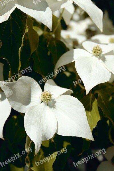 White Dogwood Dogwood Woody Plant Dogwoods White