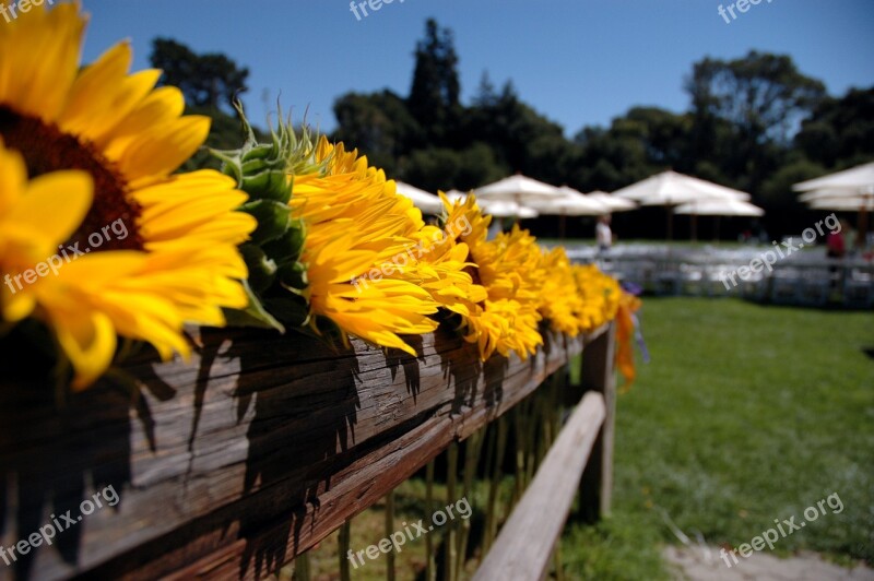 Sunflowers Fence Flower Pot Flowerpot Potted Plant