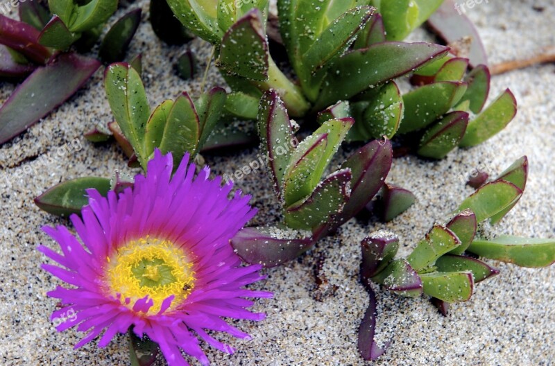 Succulent Plant Beach Sand Blossom