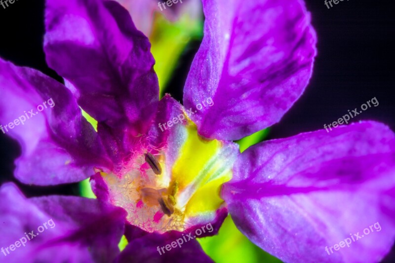 Small Flower Blossom Bloom Macro Violet