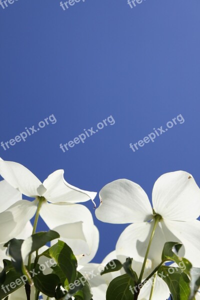 Dogwood Flowers Blue Sky White Flowers Blue