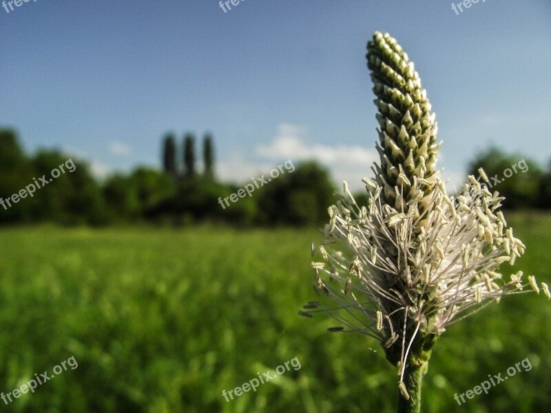 Flower Garden Nature Flora Flowers