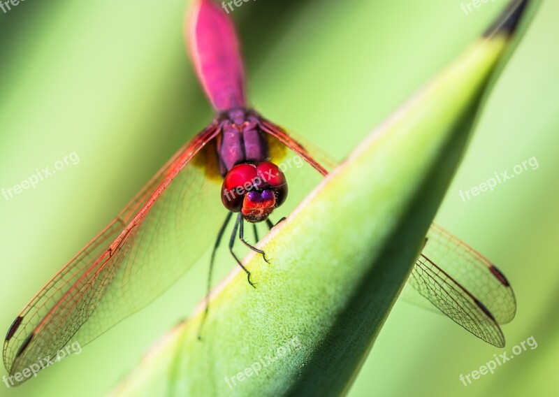 Dragonfly Insect Close Up Free Photos