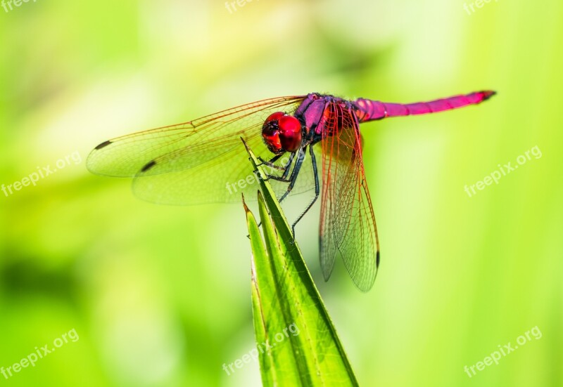 Dragonfly Insect Close Up Free Photos