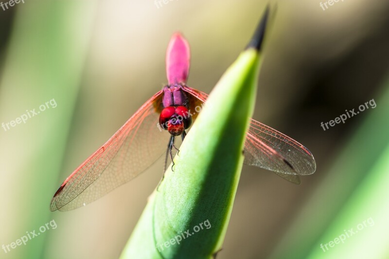 Dragonfly Insect Close Up Free Photos