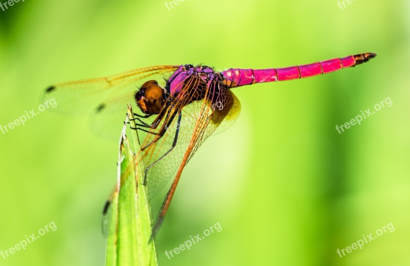 Dragonfly Insect Close Up Free Photos