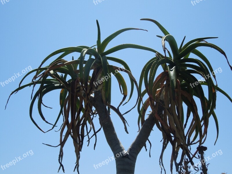 Double-headed Nature Plant Green Leaf