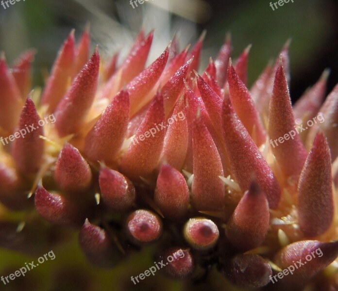 Cactus Flower Bloom Nature Red