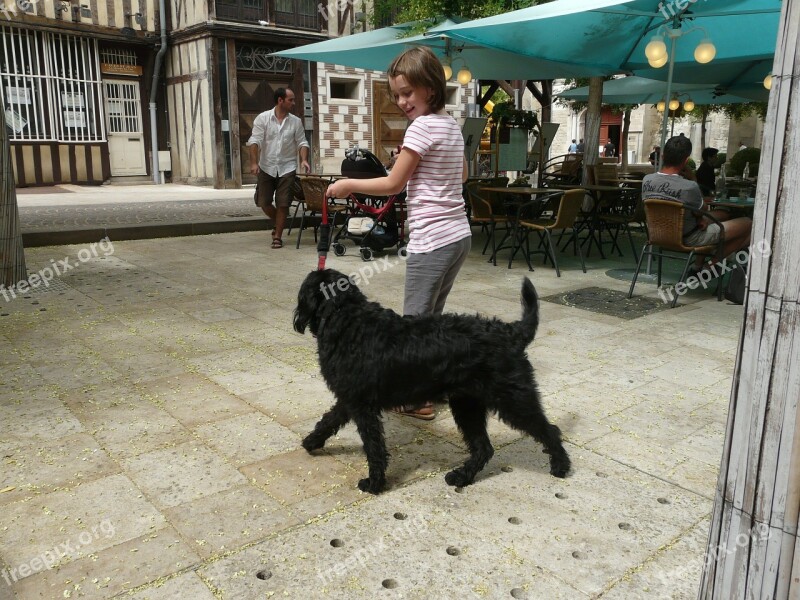 Dog Animal Pet Labradoodle Black