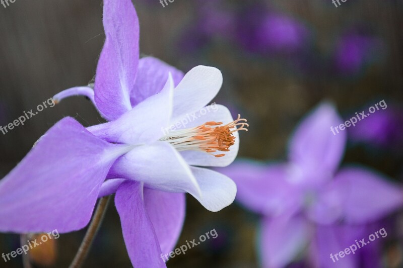 Akelei Purple Flower Garden Plant Aquilegia