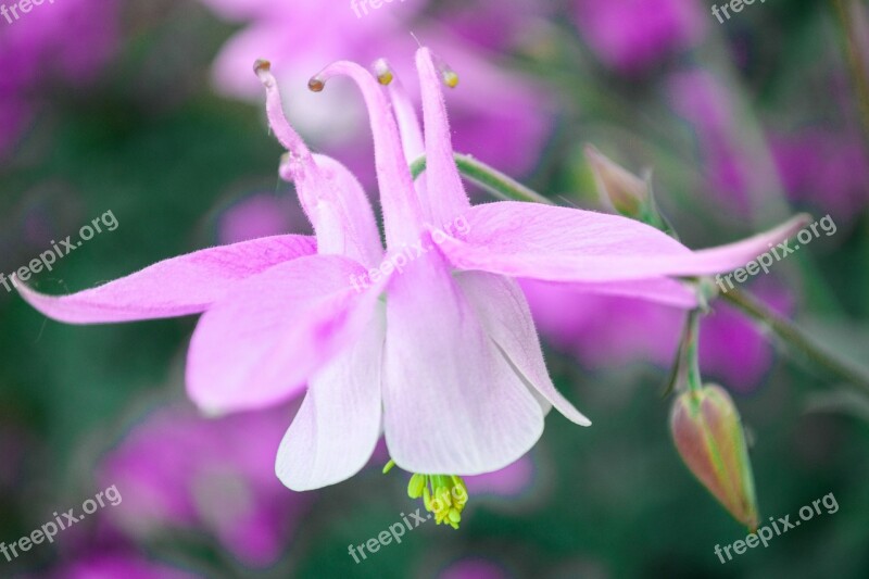 Akelei Pink Flower Pink Flower Nature