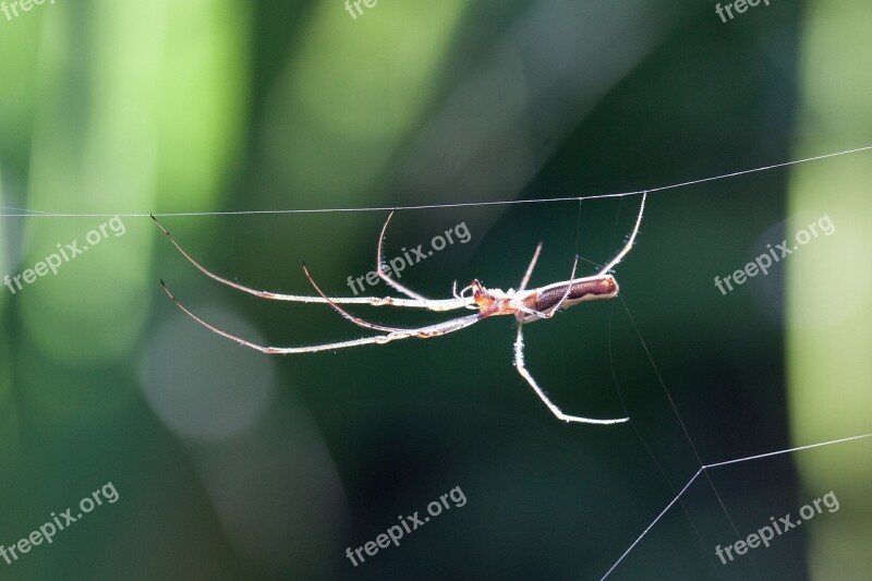 Strecker Spider Tetragnatha Extensa Spider Web Spider Araneae