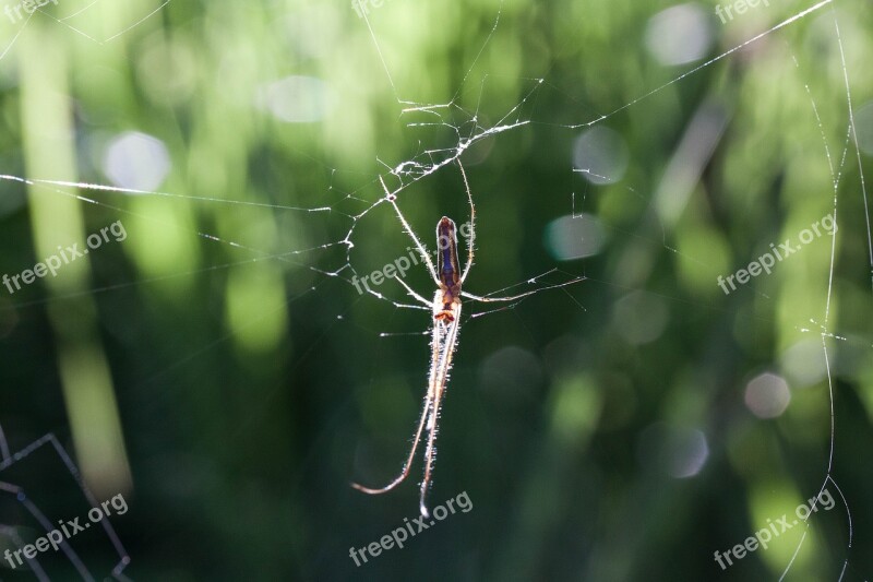 Strecker Spider Tetragnatha Extensa Web Spider Araneae Arachnids