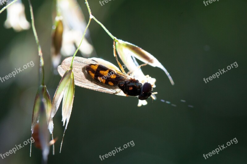 Grasses Grass Flowers Stamp Pollen