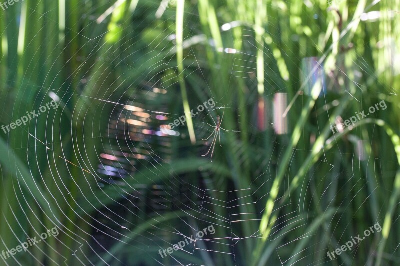 Strecker Spider Tetragnatha Extensa Spider Cobweb Web Spider