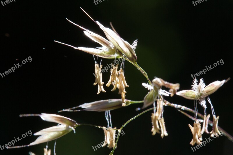 Grasses Grass Flowers Stamp Pollen