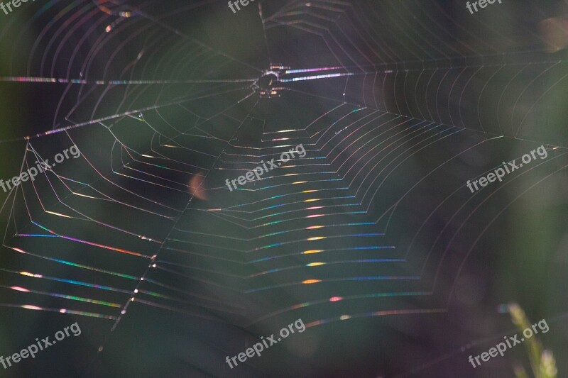 Cobweb Refraction Spectrum Macro Backlighting