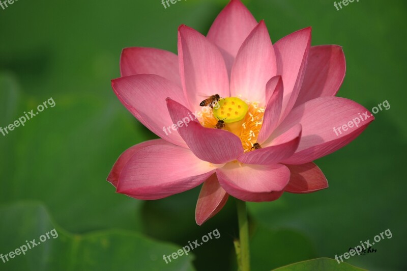 Lotus Summer Insects Bee Plants