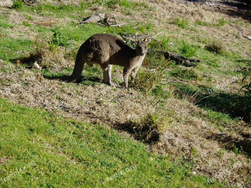 Kangaroo Australia Marsupial Tail Kangaroos