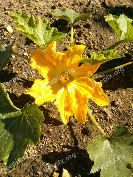 Zucchini Garden Yellow Zucchini Plant Food