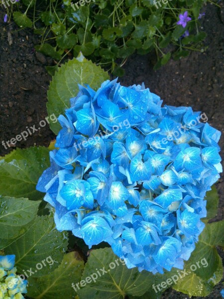 Hydrangea Blue Garden Greenhouse Hydrangea Free Photos