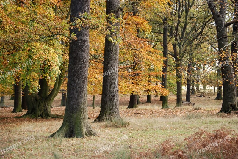 Forest Wood Trees Autumn Oaks