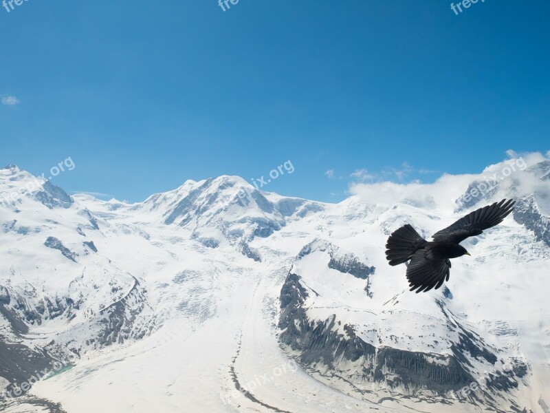 Chough Jackdaw Bergdohle Bird Switzerland