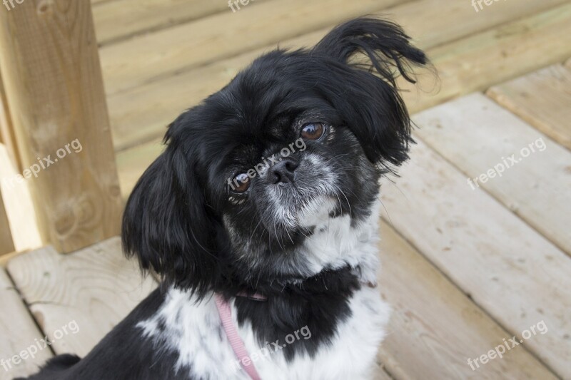 Pekingese Dog Puppy Animal Cute