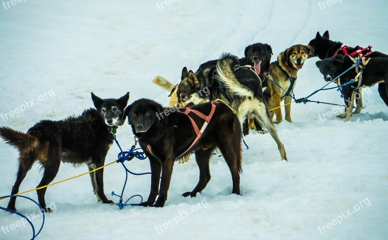 Sled Dogs Alaska Dog Sled Sled Dogs