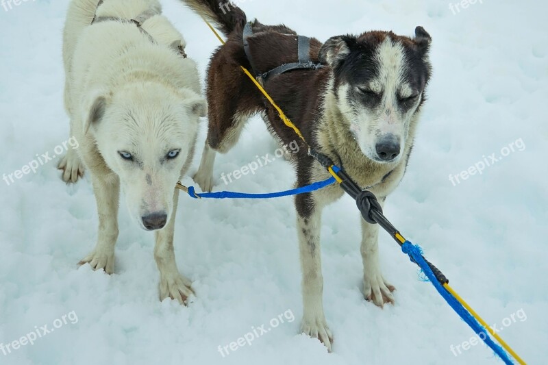 Sled Dogs Alaska Dog Sled Sled Dogs