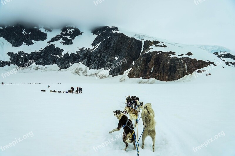 Sled Dogs Alaska Dog Sled Sled Dog