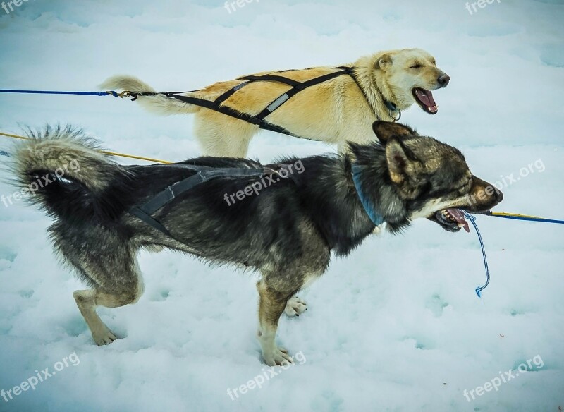 Sled Dogs Alaska Dog Sled Sled Sledding