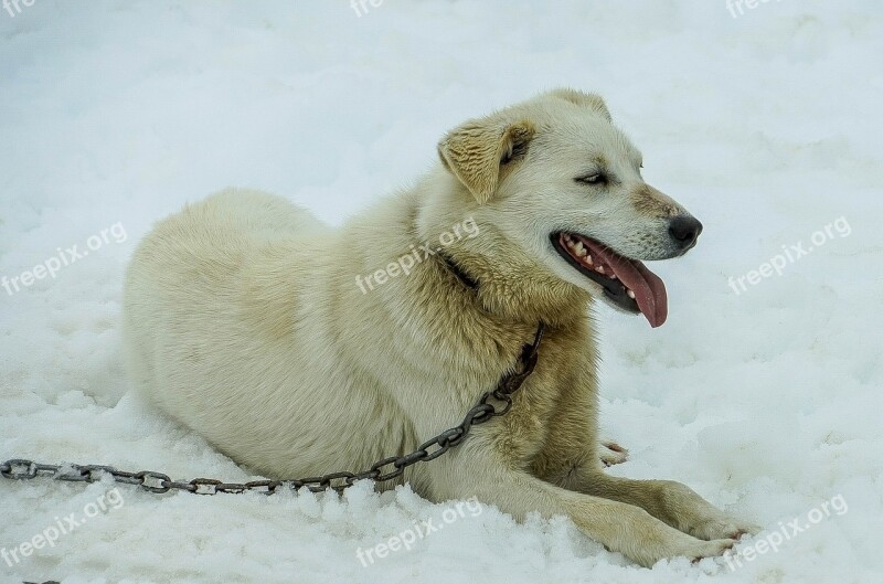 Sled Dogs Alaska Dog Sled Sled Dog