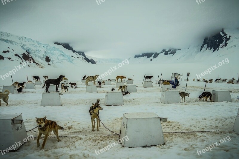 Sled Dogs Alaska Dog Sled Sled Dog